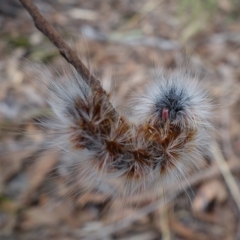 Anthela varia at Stromlo, ACT - 28 Mar 2023 12:18 PM