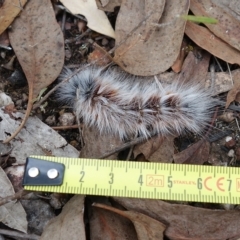 Anthela varia at Stromlo, ACT - 28 Mar 2023 12:18 PM