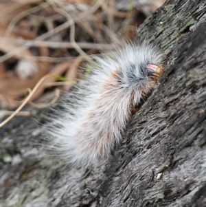 Anthela varia at Stromlo, ACT - 28 Mar 2023 12:18 PM