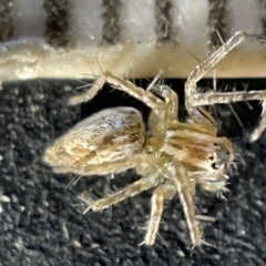 Oxyopes sp. (genus) (Lynx spider) at Sullivans Creek, Acton - 27 Mar 2023 by Hejor1