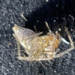 Oxyopes sp. (genus) at Acton, ACT - 27 Mar 2023 12:49 PM