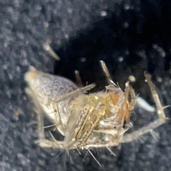 Oxyopes sp. (genus) at Acton, ACT - 27 Mar 2023