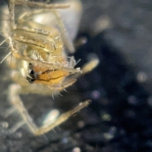 Oxyopes sp. (genus) at Acton, ACT - 27 Mar 2023 12:49 PM