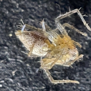 Oxyopes sp. (genus) at Acton, ACT - 27 Mar 2023 12:49 PM