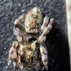 Maratus sp. (genus) (Unidentified Peacock spider) at Acton, ACT - 27 Mar 2023 by Hejor1