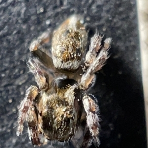Maratus sp. (genus) (Unidentified Peacock spider) at Acton, ACT by Hejor1