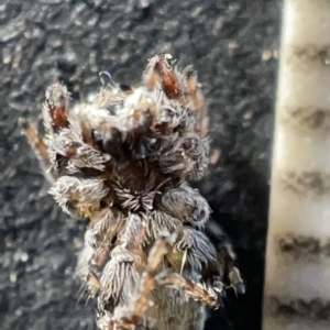 Maratus sp. (genus) at Acton, ACT - 27 Mar 2023