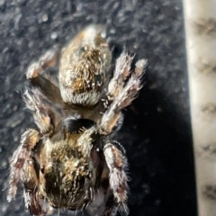 Maratus sp. (genus) at Acton, ACT - 27 Mar 2023