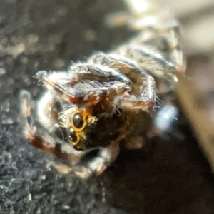 Maratus sp. (genus) at Acton, ACT - 27 Mar 2023