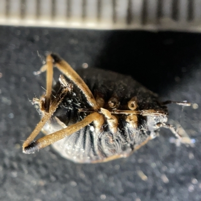 Pentatomoidea (superfamily) (Unidentified Shield or Stink bug) at Australian National University - 27 Mar 2023 by Hejor1