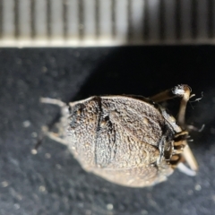 Pentatomoidea (superfamily) at Acton, ACT - 27 Mar 2023