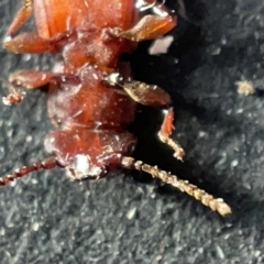 Platisus sp. (genus) at Acton, ACT - 27 Mar 2023