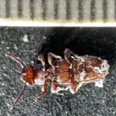 Platisus sp. (genus) at Acton, ACT - 27 Mar 2023