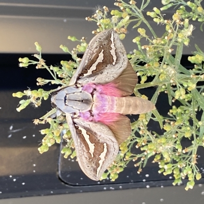 Abantiades hydrographus (Western Rain Moth) at Lakelands, WA - 29 Mar 2023 by JohnRen