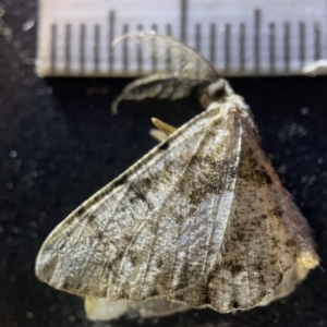 Unplaced externaria (Mahogany Bark Moth (formerly Hypomecis externaria)) at Acton, ACT by Hejor1