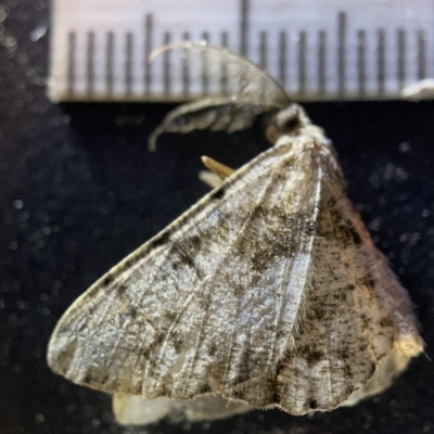 Unplaced externaria (Mahogany Bark Moth) at Acton, ACT - 27 Mar 2023 by Hejor1