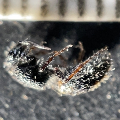 Odontomyrme sp. (genus) (A velvet ant) at Sullivans Creek, Acton - 27 Mar 2023 by Hejor1