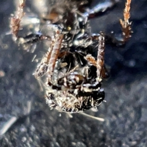 Odontomyrme sp. (genus) at Sullivans Creek, Acton - 27 Mar 2023 02:00 PM