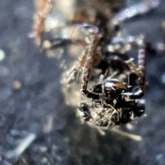 Odontomyrme sp. (genus) at Sullivans Creek, Acton - 27 Mar 2023