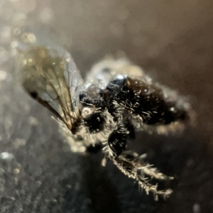 Scoliidae sp. (family) (TBC) at suppressed by Hejor1