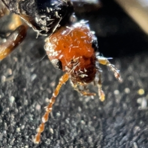 Nesogaster ruficeps at Acton, ACT - 27 Mar 2023