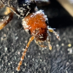 Nesogaster ruficeps at Acton, ACT - 27 Mar 2023