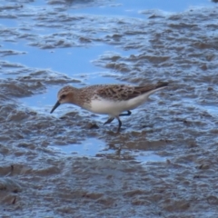 Calidris ruficollis (Red-necked Stint) at Cairns City, QLD - 29 Mar 2023 by MatthewFrawley