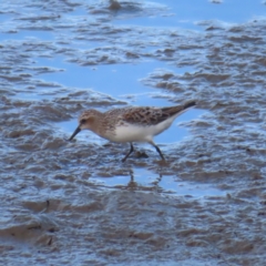 Calidris ruficollis at Cairns City, QLD - 29 Mar 2023 04:12 PM