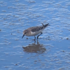 Calidris ruficollis at Cairns City, QLD - 29 Mar 2023 04:12 PM