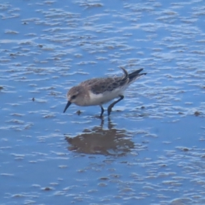 Calidris ruficollis at Cairns City, QLD - 29 Mar 2023 04:12 PM