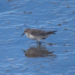 Calidris ruficollis at Cairns City, QLD - 29 Mar 2023 04:12 PM