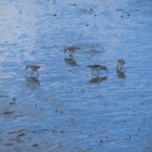 Calidris ruficollis at Cairns City, QLD - 29 Mar 2023 04:12 PM