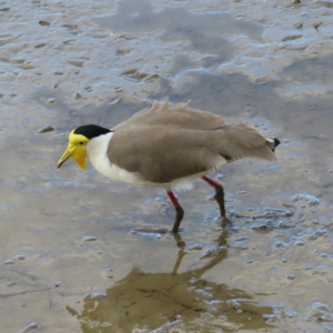 Vanellus miles at Cairns City, QLD - 29 Mar 2023