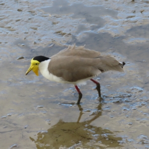 Vanellus miles (Masked Lapwing) at Cairns City, QLD by MatthewFrawley