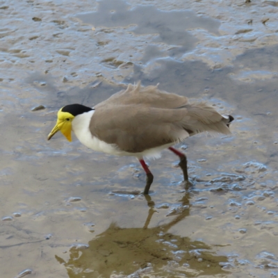 Vanellus miles (Masked Lapwing) at Cairns City, QLD - 29 Mar 2023 by MatthewFrawley