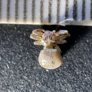 Cymbacha ocellata at Acton, ACT - 27 Mar 2023