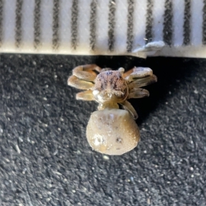 Deliochus sp. (genus) (TBC) at suppressed by Hejor1