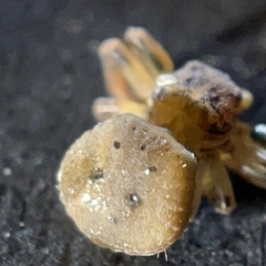 Cymbacha ocellata at Acton, ACT - 27 Mar 2023