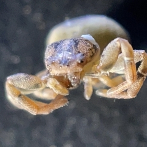 Cymbacha ocellata at Acton, ACT - 27 Mar 2023