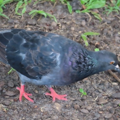 Columba livia (Rock Dove (Feral Pigeon)) at Cairns City, QLD - 29 Mar 2023 by MatthewFrawley