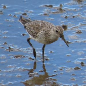 Calidris tenuirostris at Cairns City, QLD - 29 Mar 2023