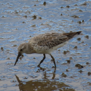 Calidris tenuirostris at Cairns City, QLD - 29 Mar 2023 04:18 PM