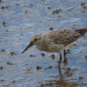 Calidris tenuirostris at Cairns City, QLD - 29 Mar 2023