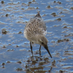 Calidris tenuirostris at Cairns City, QLD - 29 Mar 2023