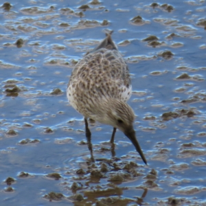 Calidris tenuirostris at Cairns City, QLD - 29 Mar 2023 04:18 PM