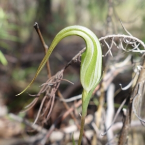 Diplodium ampliatum at Stromlo, ACT - 29 Mar 2023