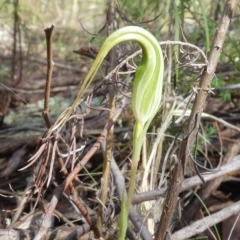 Diplodium ampliatum at Stromlo, ACT - suppressed