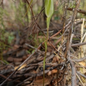 Diplodium ampliatum at Stromlo, ACT - suppressed