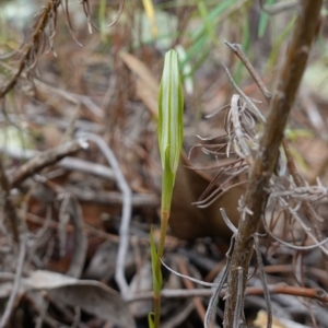 Diplodium ampliatum at Stromlo, ACT - 29 Mar 2023