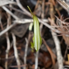 Diplodium ampliatum at Stromlo, ACT - suppressed